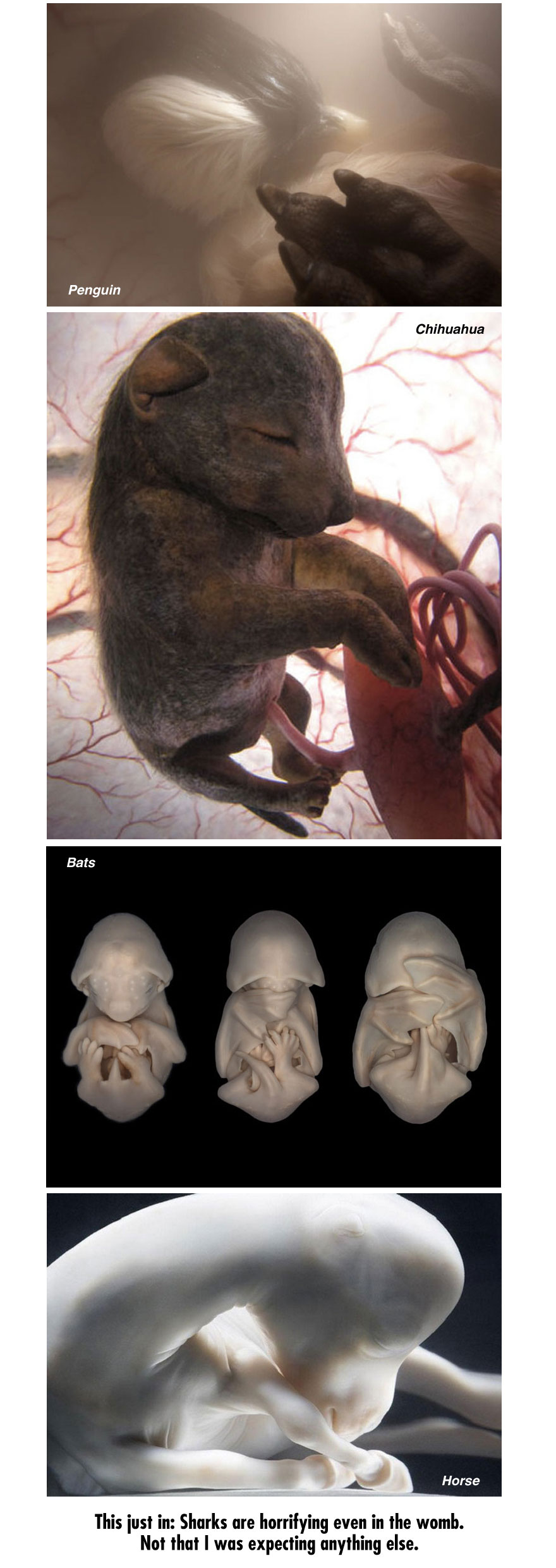 Have You Seen Unborn Animals in the Womb, Absolutely Beautiful! A Must Look  • K4 Craft