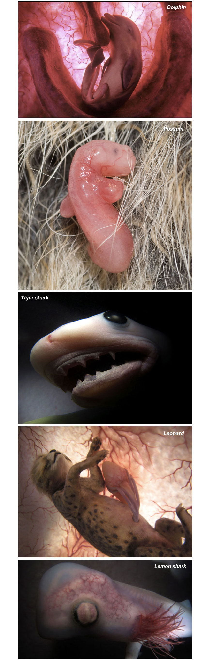 cool-animals-wound-reproduction-elephant-possum