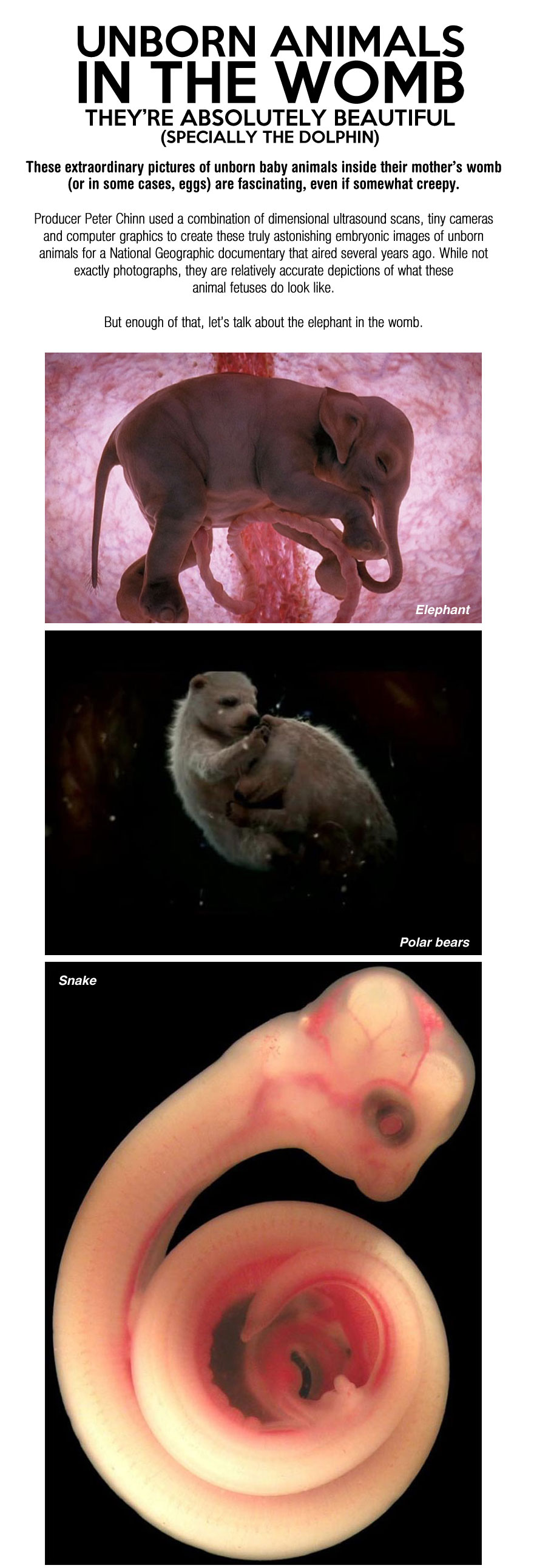 cool-animals-wound-reproduction-elephant Have You Seen Unborn Animals in the Womb, Absolutely Beautiful! A Must Look