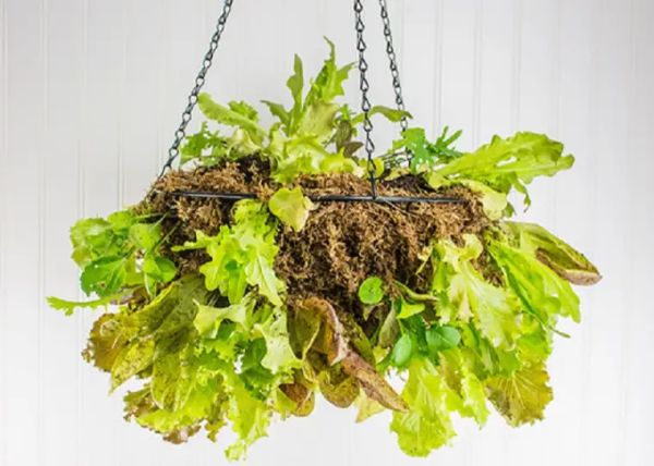 DIY Lettuce Basket Hanging Planter Ideas for Indoor Home Decoration